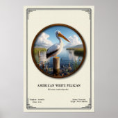 American White Pelican Zoology Series Poster ポスター (正面)
