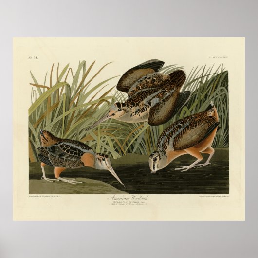 American Woodcock from Audubon's Birds of America ポスター (正面)