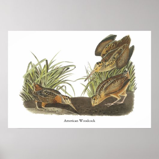 American Woodcock, John Audubon Print ポスター (正面)