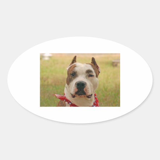 AmericanStaffapshireTerrier 2.png 楕円形シール (正面)