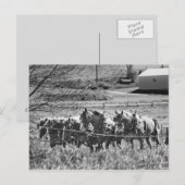 Amish 荷車を引く Team at Work ポストカード (正面/裏面)