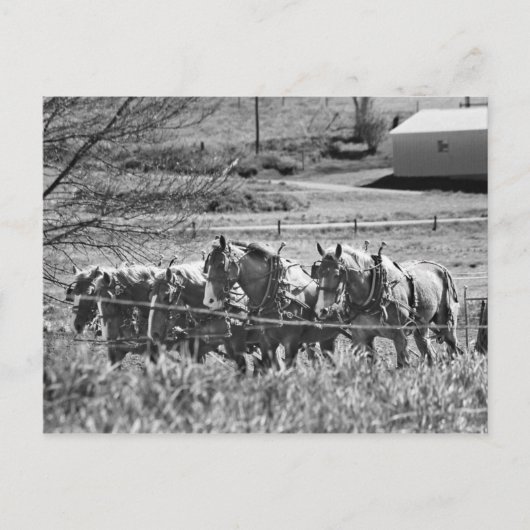Amish 荷車を引く Team at Work ポストカード (正面)
