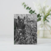 Amish Horse and Buggy Black and White Summer  ポストカード (スタンド正面)