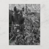 Amish Horse and Buggy Black and White Summer  ポストカード (正面)