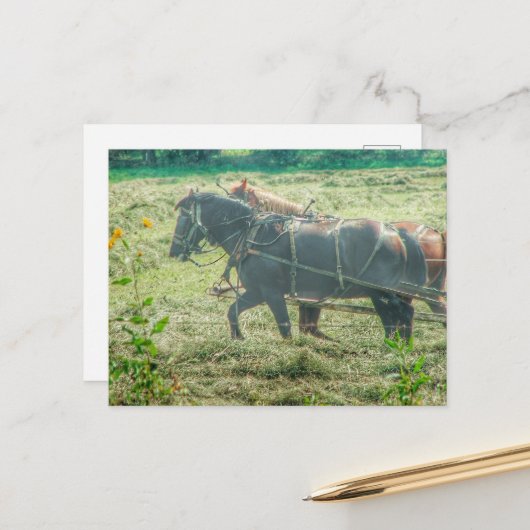Amish Horses Mowing Hay ポストカード (正面/裏面インサイチュ)