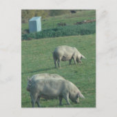 Amish Pasture Pigs ポストカード (正面)