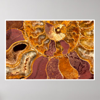 Ammonite Fossil Close-Up Print Ancient Marine Art ポスター