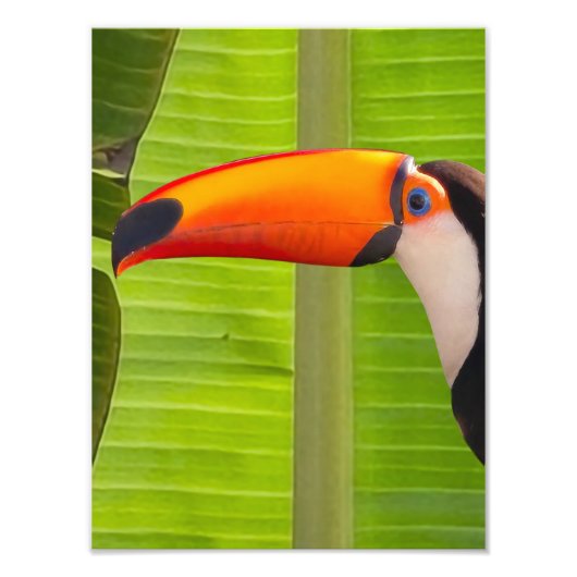 Ampliação Fotografia de Tucano フォトプリント (正面)