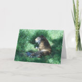 Amur Tigerお祝いカード カード (正面)