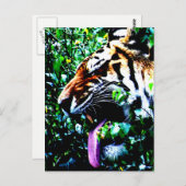 Amur Tiger pccna ポストカード (正面/裏面)