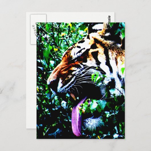 Amur Tiger pccna ポストカード (正面/裏面)
