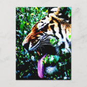 Amur Tiger pccna ポストカード (正面)