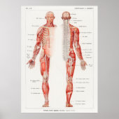 An antique  of the human nervous system by Galtier ポスター (正面)