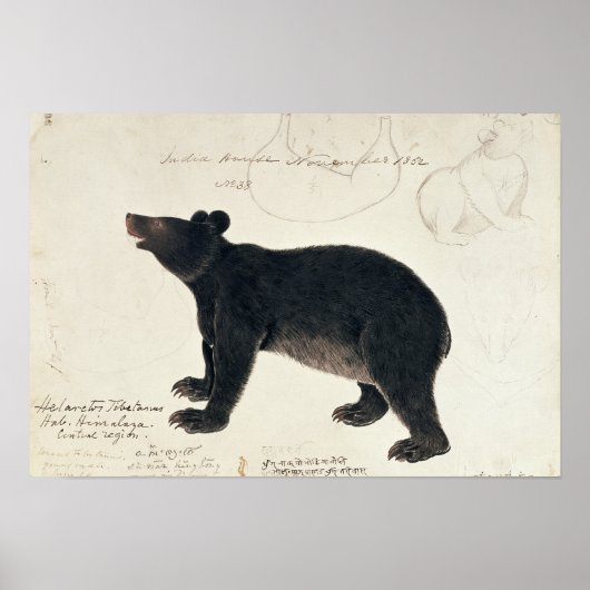 An Asiatic Black Bear, "Ursus Tibetanus" ポスター (正面)