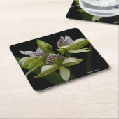 Anacheilium Chacoense スクエアペーパーコースター (アングル)