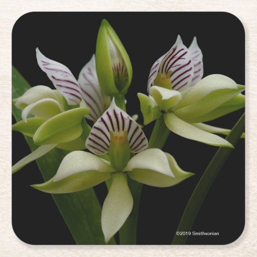 Anacheilium Chacoense スクエアペーパーコースター (正面)