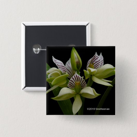 Anacheilium Chacoense 缶バッジ (正面&裏面)