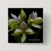 Anacheilium Chacoense 缶バッジ (正面)