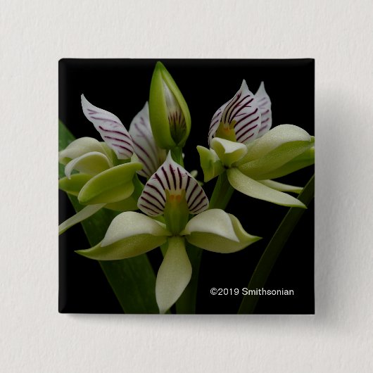 Anacheilium Chacoense 缶バッジ (正面)