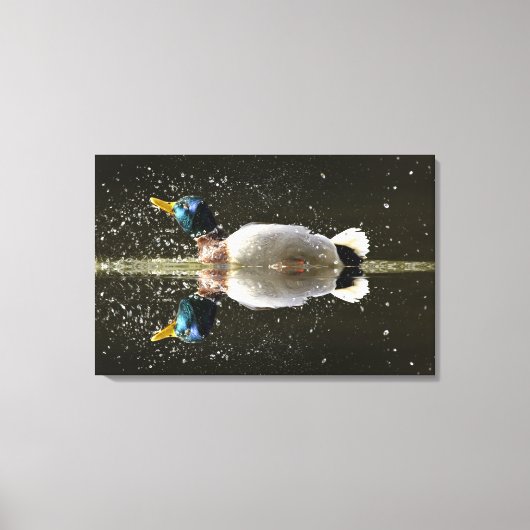 (Anas platyrhyncus)，後に水を振り落とす キャンバスプリント (正面)