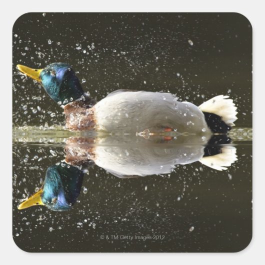 (Anas platyrhyncus)，後に水を振り落とす スクエアシール (正面)