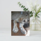 Anatolian Shepherd Puppy ポストカード (スタンド正面)