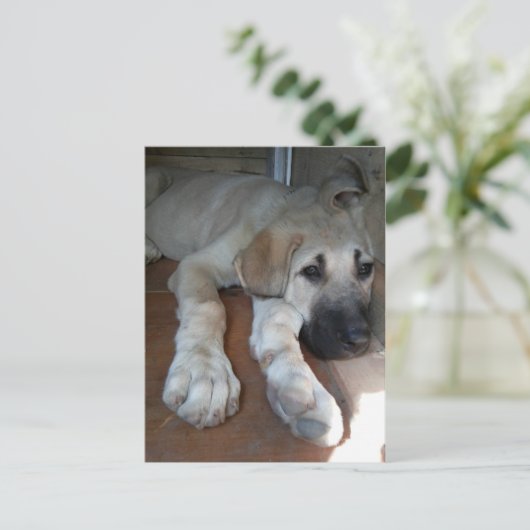 Anatolian Shepherd Puppy ポストカード (スタンド正面)