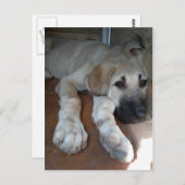 Anatolian Shepherd Puppy ポストカード (正面/裏面)