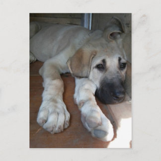 Anatolian Shepherd Puppy ポストカード