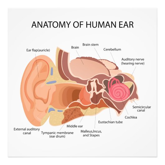 Anatomical diagram of heart  フォトプリント            (正面)