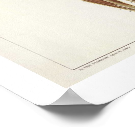 Anatomy Anterior Poster ポスター (角)