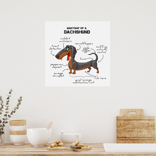 Anatomy Of A Dachshund - Funny Dog ポスター (キッチン)