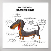 Anatomy Of A Dachshund - Funny Dog ポスター (正面)