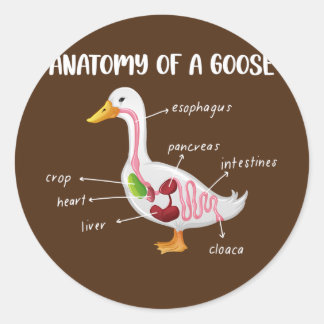 Anatomy Of A Goose Anatomical Doctor Veterinarian ラウンドシール