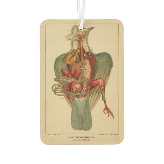 Anatomy of a Pigeon カーエアーフレッシュナー (裏面)