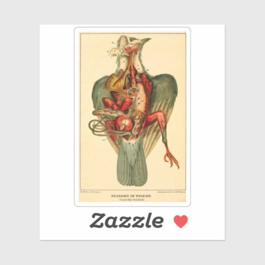 Anatomy of a Pigeon シール (シート)