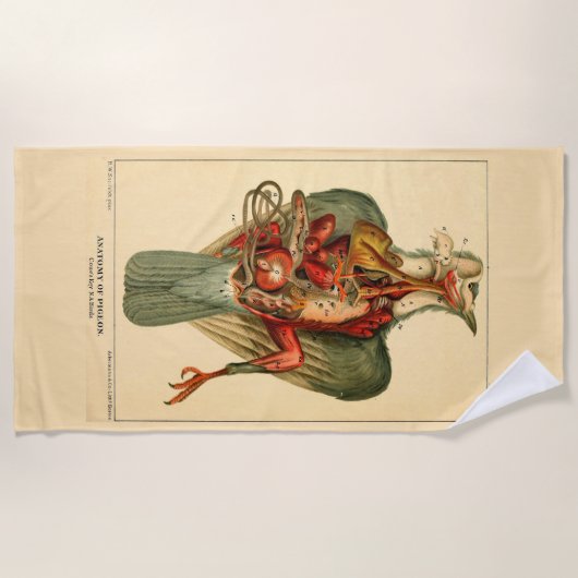 Anatomy of a Pigeon ビーチタオル (正面)