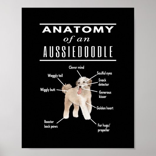 Anatomy of An Aussiedoodle Dog ポスター (正面)