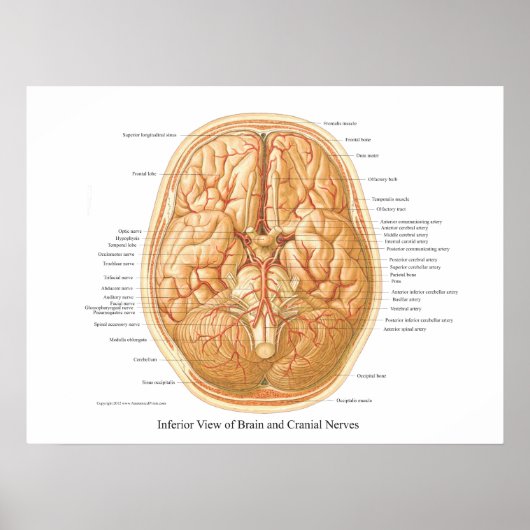 Anatomy of Brain with Cranial Nerves ポスター (正面)