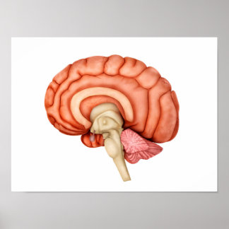 Anatomy Of Human Brain, Side View 1 ポスター