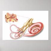 Anatomy Of Human Ear, Membranous Labyrinth ポスター (正面)