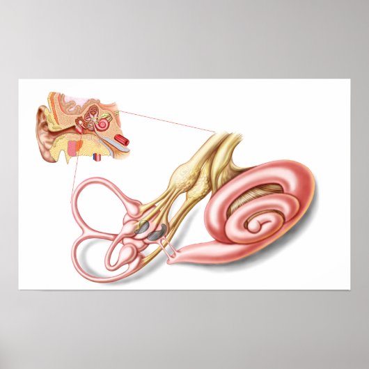 Anatomy Of Human Ear, Membranous Labyrinth ポスター (正面)