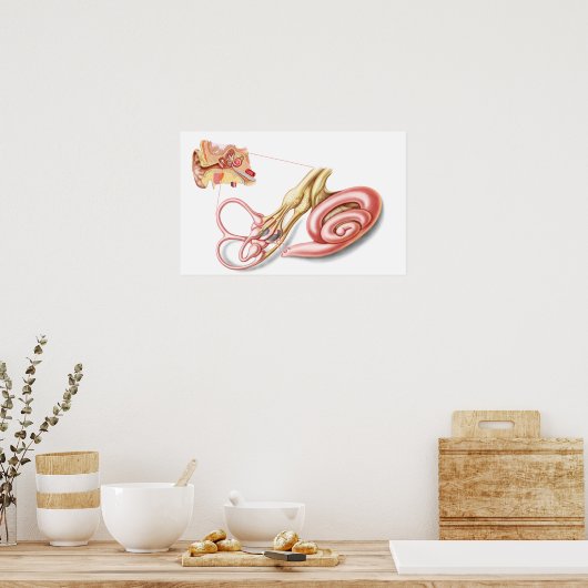 Anatomy Of Human Ear, Membranous Labyrinth ポスター (キッチン)