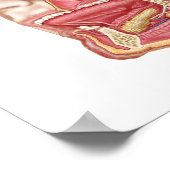 Anatomy Of Human Salivary Glands ポスター (角)