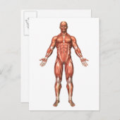Anatomy Of Male Muscular System, Front View 2 ポストカード (正面/裏面)