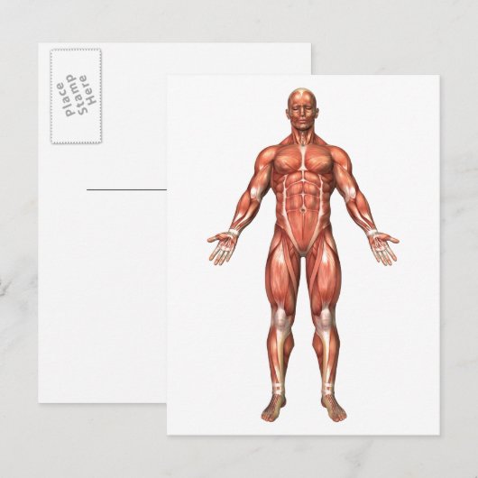 Anatomy Of Male Muscular System, Front View 2 ポストカード (正面/裏面)