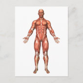 Anatomy Of Male Muscular System, Front View 2 ポストカード (正面)