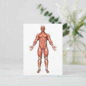 Anatomy Of Male Muscular System, Front View 2 ポストカード (スタンド正面)