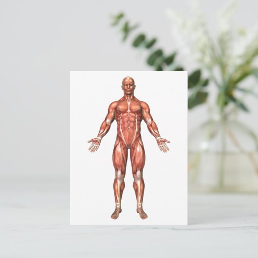 Anatomy Of Male Muscular System, Front View 2 ポストカード (スタンド正面)