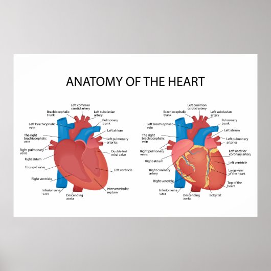 Anatomy of the heart ポスター (正面)